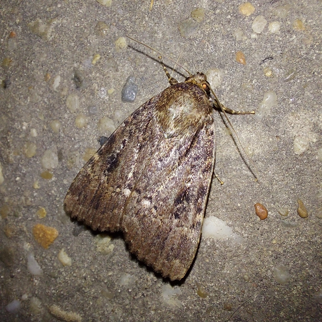 Amphipyra pyramidea - fahéjszínű bagoly