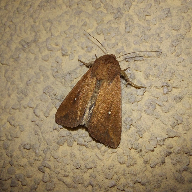 Mythimna albipuncta - fehérpettyes rétibagoly