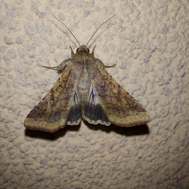 Helicoverpa armigera - kukorica-veteménybagoly