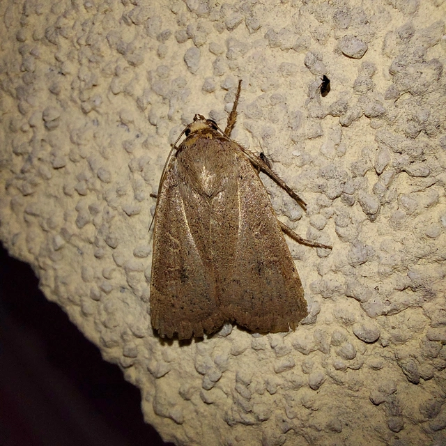 Noctua comes - kis sárgafűbagoly