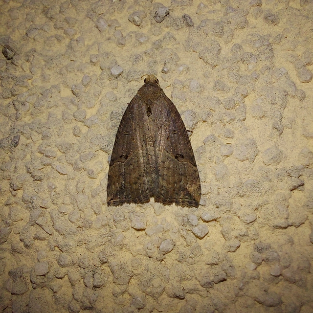 Hypena rostralis - közönséges karcsúbagoly