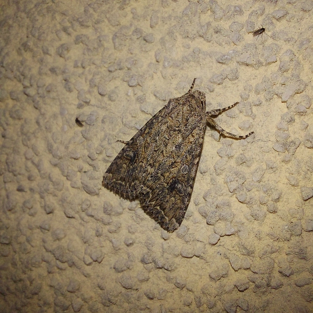 Hadula trifolii - lóherebagoly