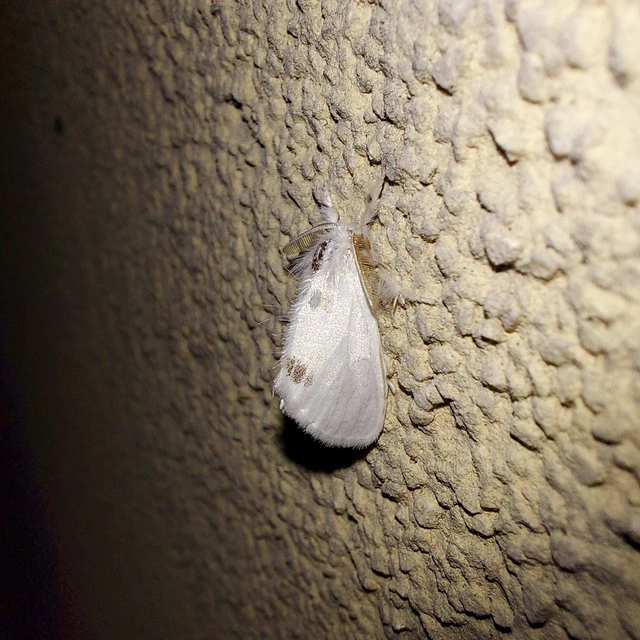 Sphrageidus similis - sárgafarú szövő