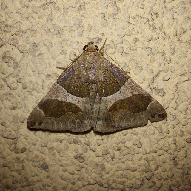 Dysgonia algira - déli porcelánbagoly