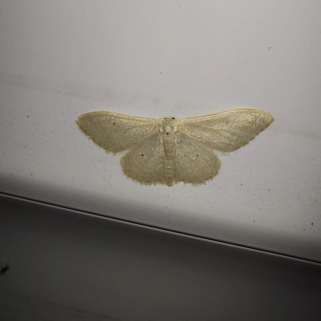 Idaea straminata - szalmasárga sávosaraszoló