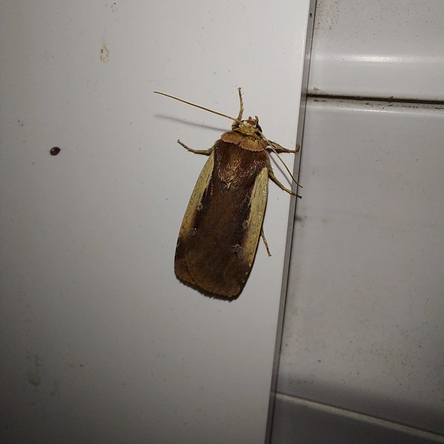 Ochropleura plecta - fehérszegélyű fűbagoly