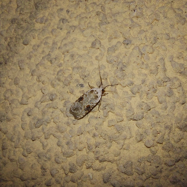 Agonopterix alstromeriana - bürök-laposmoly