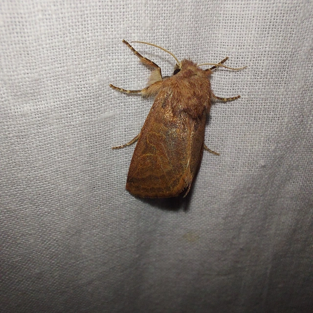 Episema