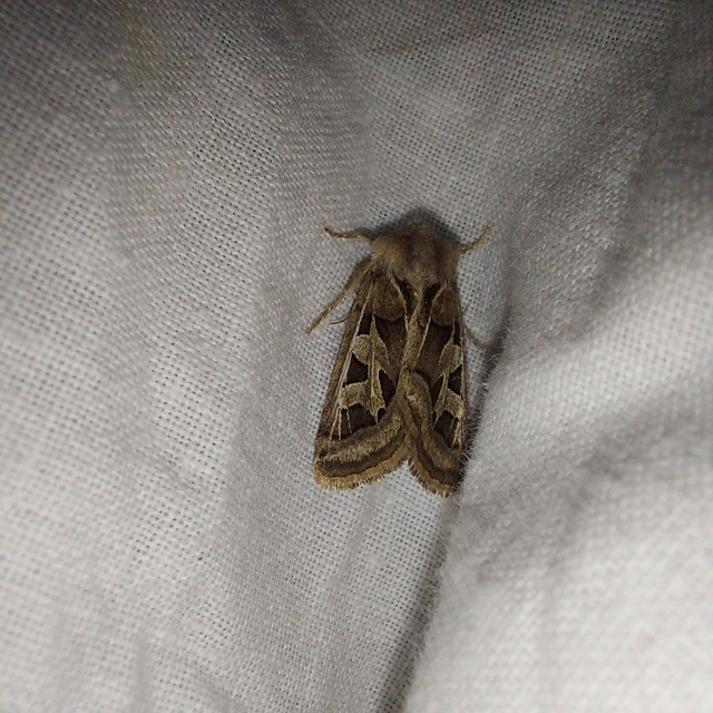 Episema glaucina - fogasjegyű liliombagoly