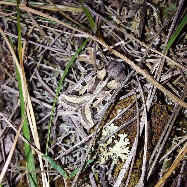 Episema glaucina - fogasjegyű liliombagoly