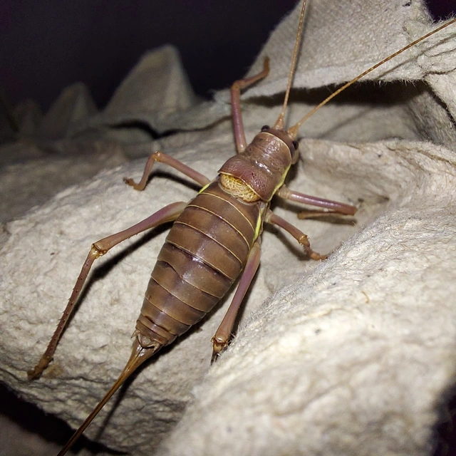 Ephippiger ephippiger - nyergesszöcske