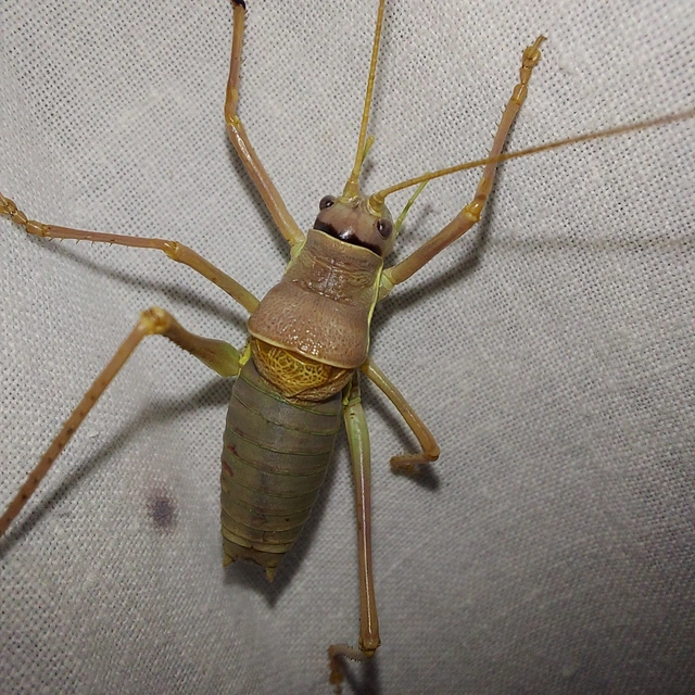 Ephippiger ephippiger - nyergesszöcske