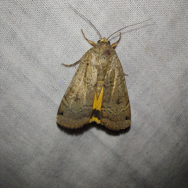 Noctua orbona - foltos sárgafűbagoly