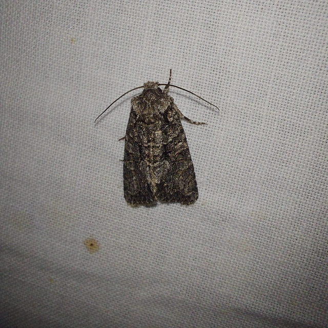Dryobotodes monochroma - szürke tölgybagoly