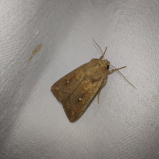 Mythimna albipuncta - fehérpettyes rétibagoly