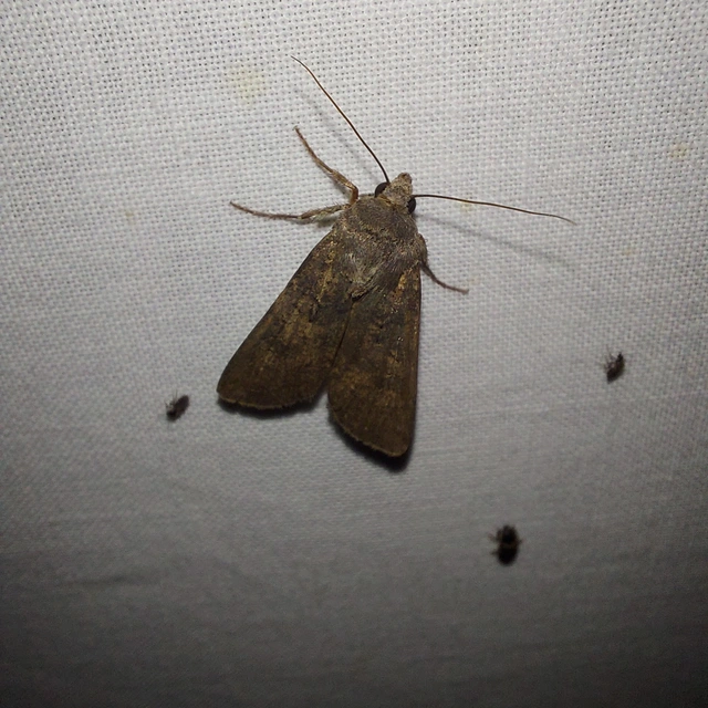Agrotis segetum - vetési földibagoly