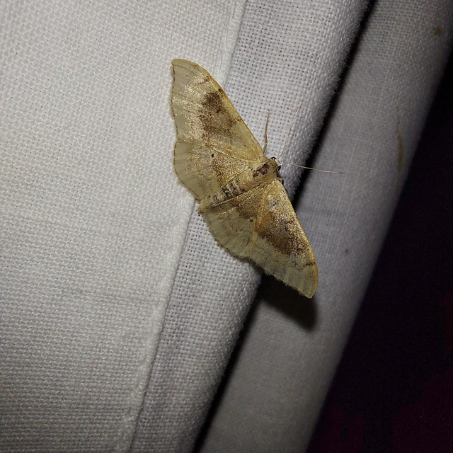 Idaea degeneraria - barnasávos araszoló