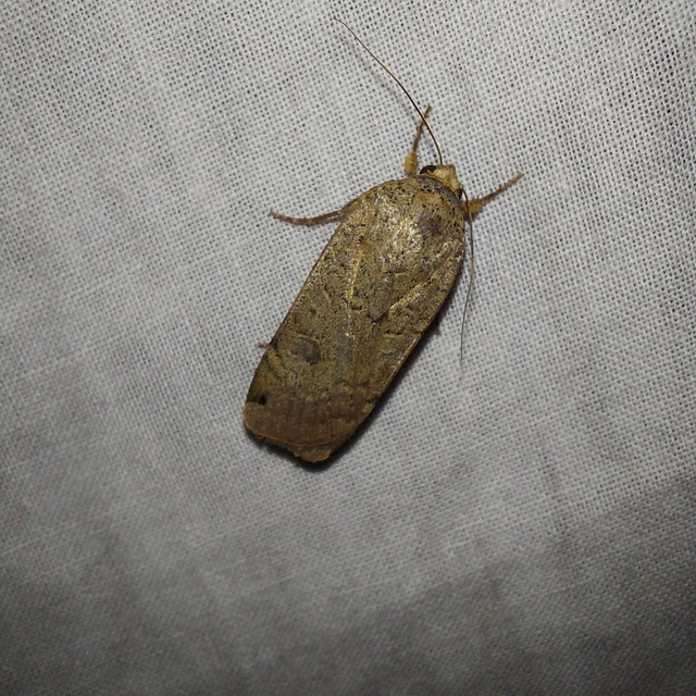 Noctua orbona - foltos sárgafűbagoly