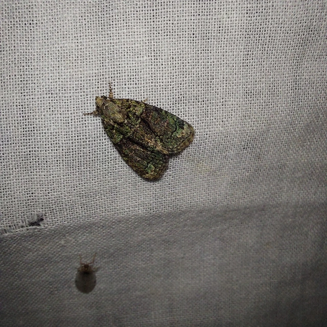Cryphia algae - sárgászöld zuzmóbagoly