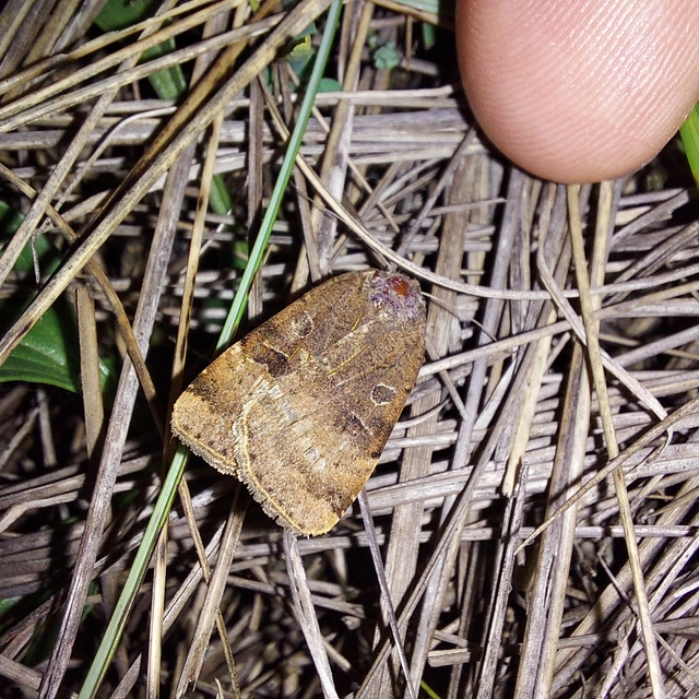 Noctua interposita - köztes sárgafűbagoly