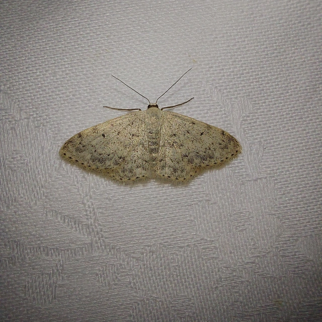 Scopula marginepunctata - pettyes sávosaraszoló