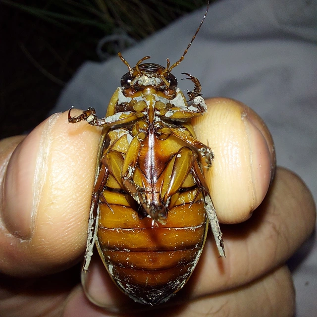 Dytiscus dimidiatus - tompacsípős csíkbogár