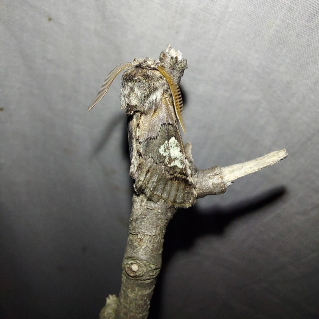 Diloba caeruleocephala - őszi kékesbagoly
