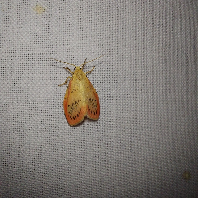 Miltochrista miniata - piros medvelepke