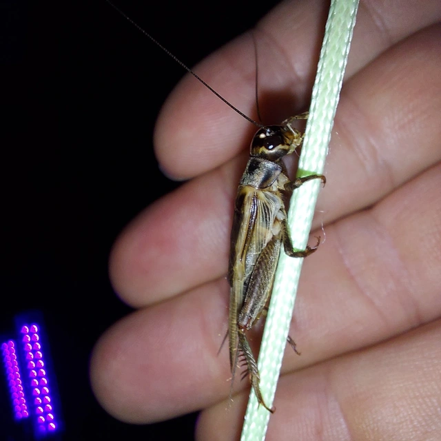 Eumodicogryllus bordigalensis - bordói tücsök