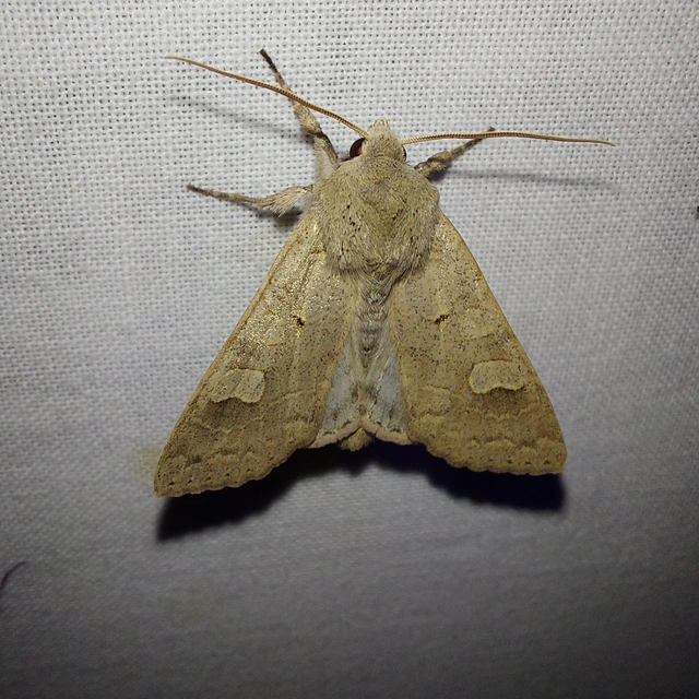 Ammoconia caecimacula - szürke őszibagoly