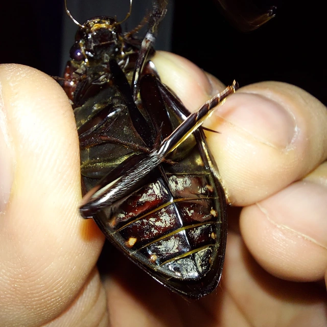 Hydrophilus piceus - közönséges óriáscsibor