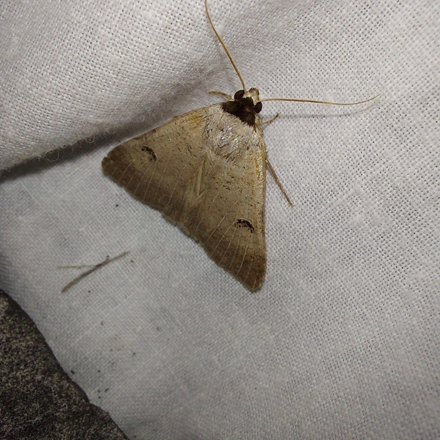 Lygephila craccae - gyakori csüdfűbagoly