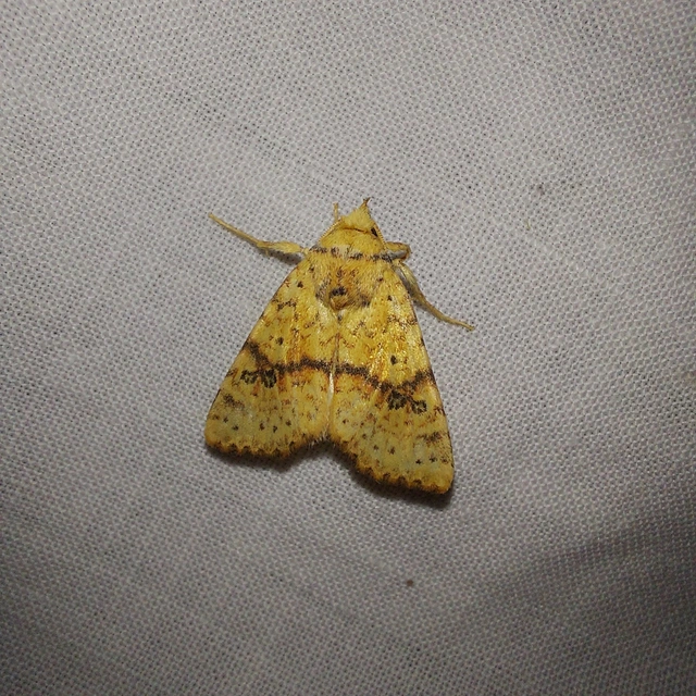 Tiliacea sulphurago - kénes sárgabagoly