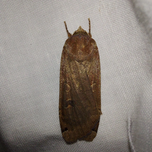 Noctua pronuba - nagy sárgafűbagoly