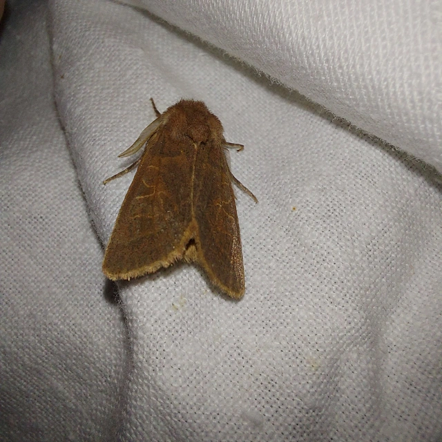 Episema