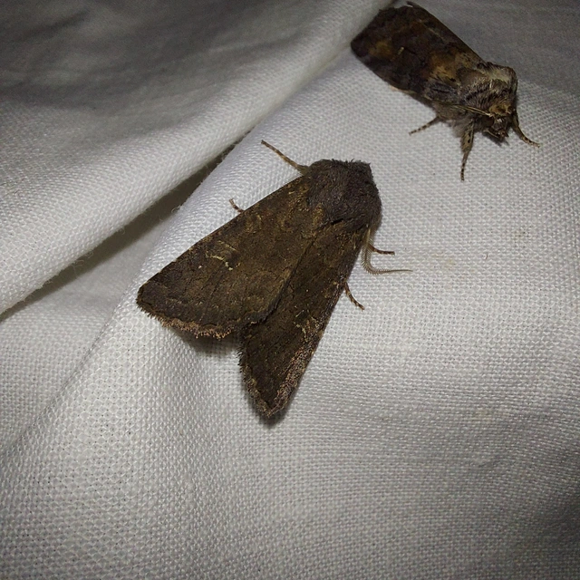 Aporophyla lutulenta - sziki őszibagoly
