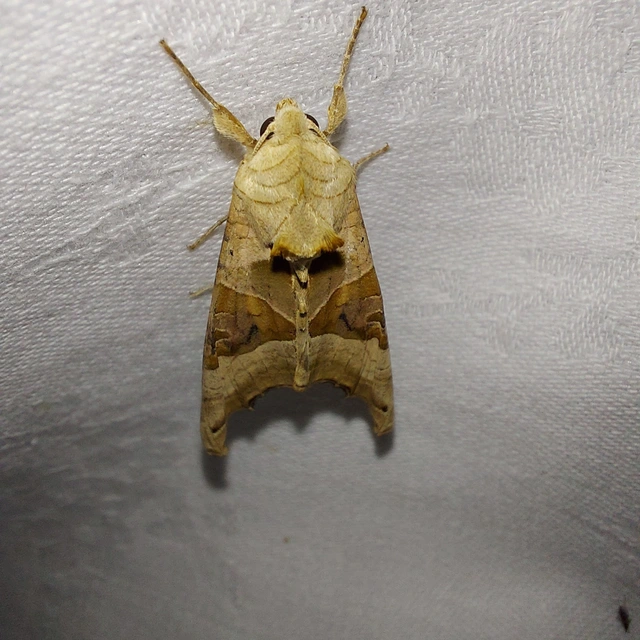 Phlogophora meticulosa - vándorló csipkésbagoly