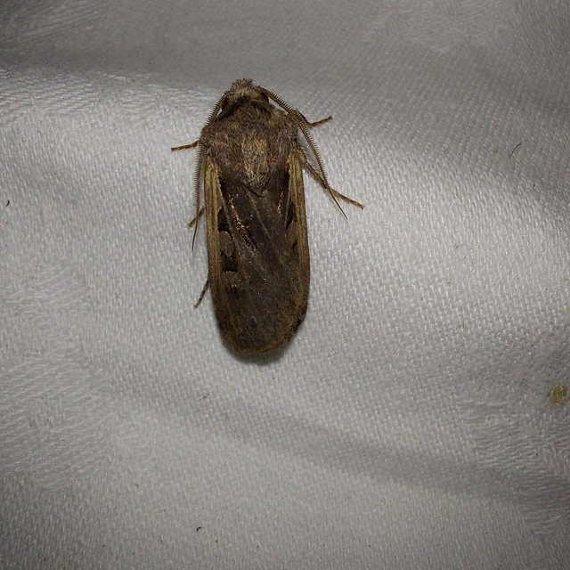 Euxoa hastifera pomazensis - szegélysávos földibagoly