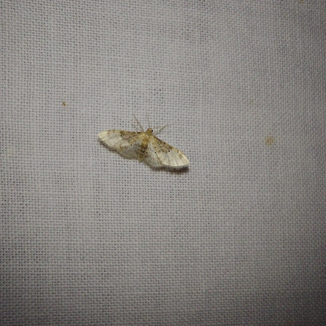 Idaea filicata - sötéttövű apróaraszoló