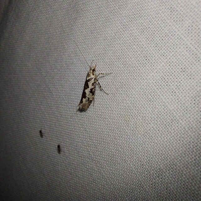 Ypsolopha sequella - ligeti tarkamoly