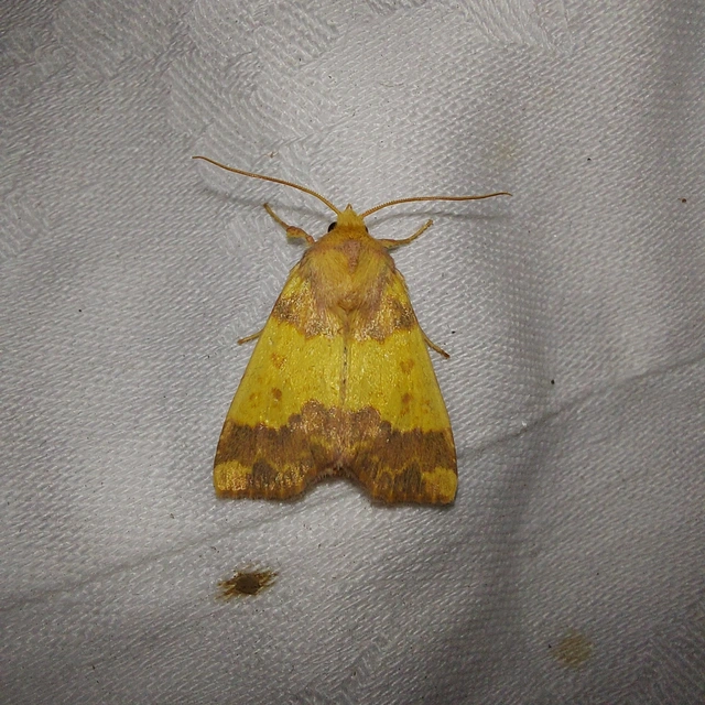 Tiliacea aurago - aranyló sárgabagoly