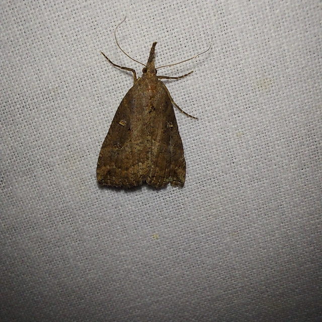 Hypena rostralis - közönséges karcsúbagoly