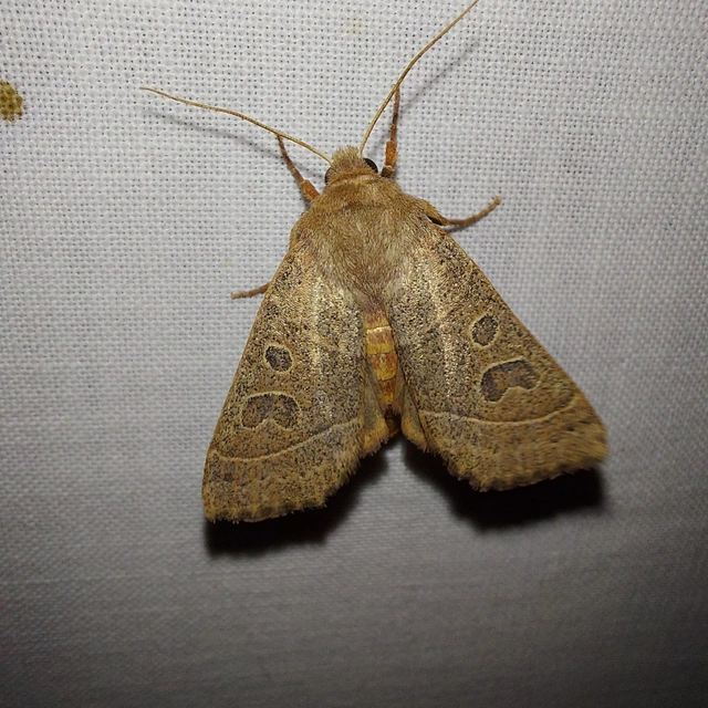 Mesogona acetosellae - madársóskabagoly