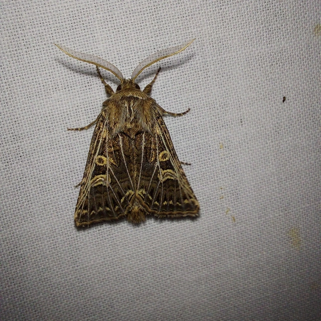 Tholera decimalis - közönséges fésűsbagoly