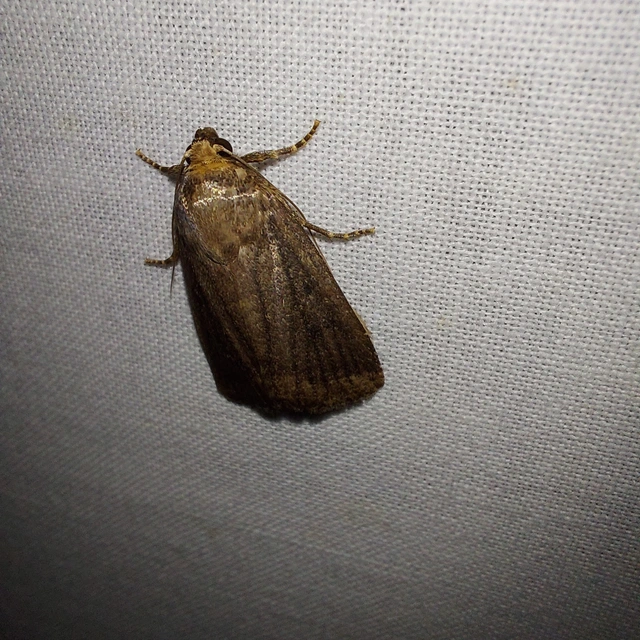 Amphipyra tragopoginis - bakszakállbagoly