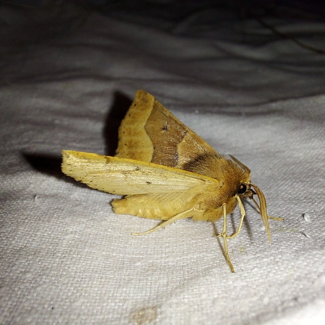 Crocallis tusciaria - barna sávosaraszoló