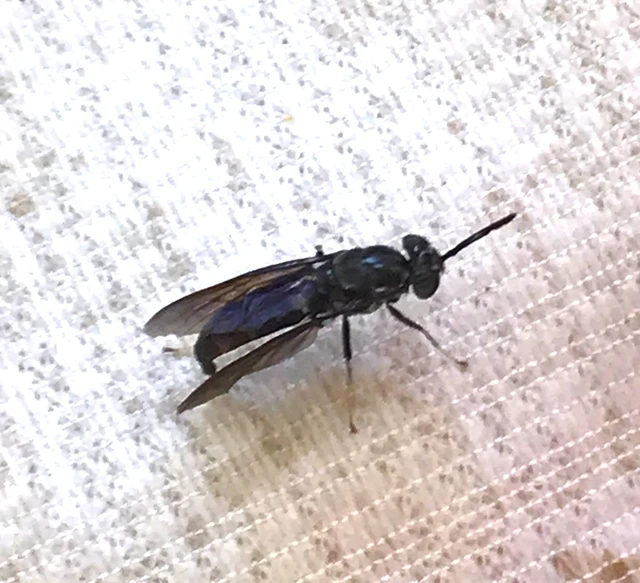 Hermetia illucens