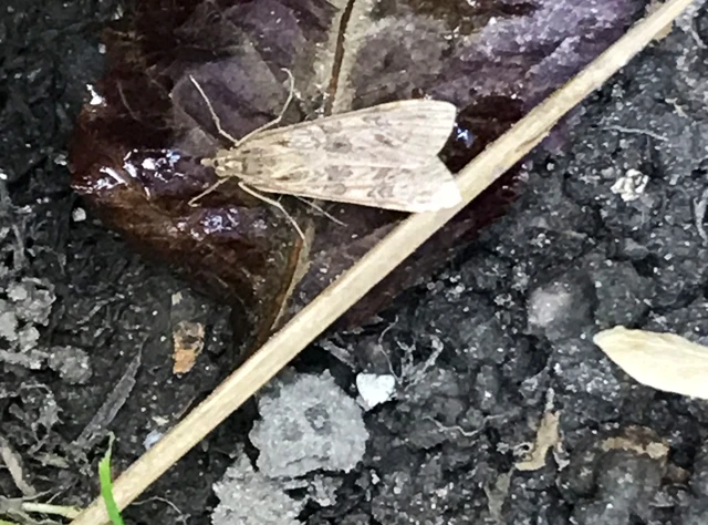 Nomophila noctuella - közönséges vándormoly