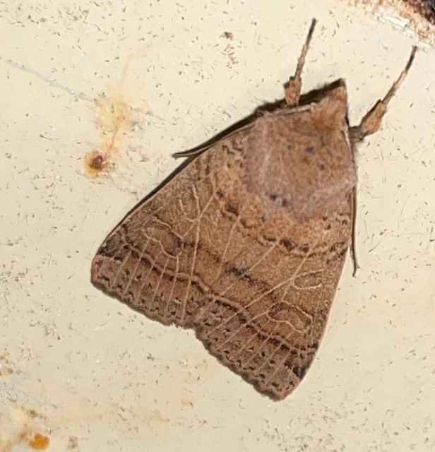 Anchoscelis nitida - rozsdabarna őszibagoly