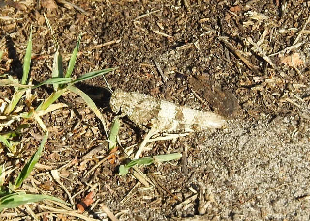 Oedipoda caerulescens - kékszárnyú sáska